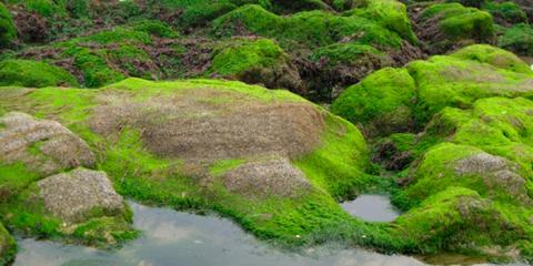 imagen Investigación en Alga Marina Ulva Compressa revela características de animal y vegetal