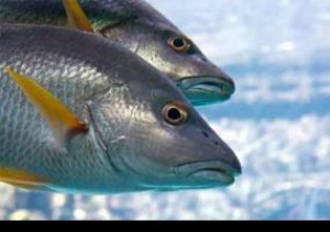 Científicos especializados en inmunología de peces de la Universidad, comparten resultados de estudios con pares internacionales