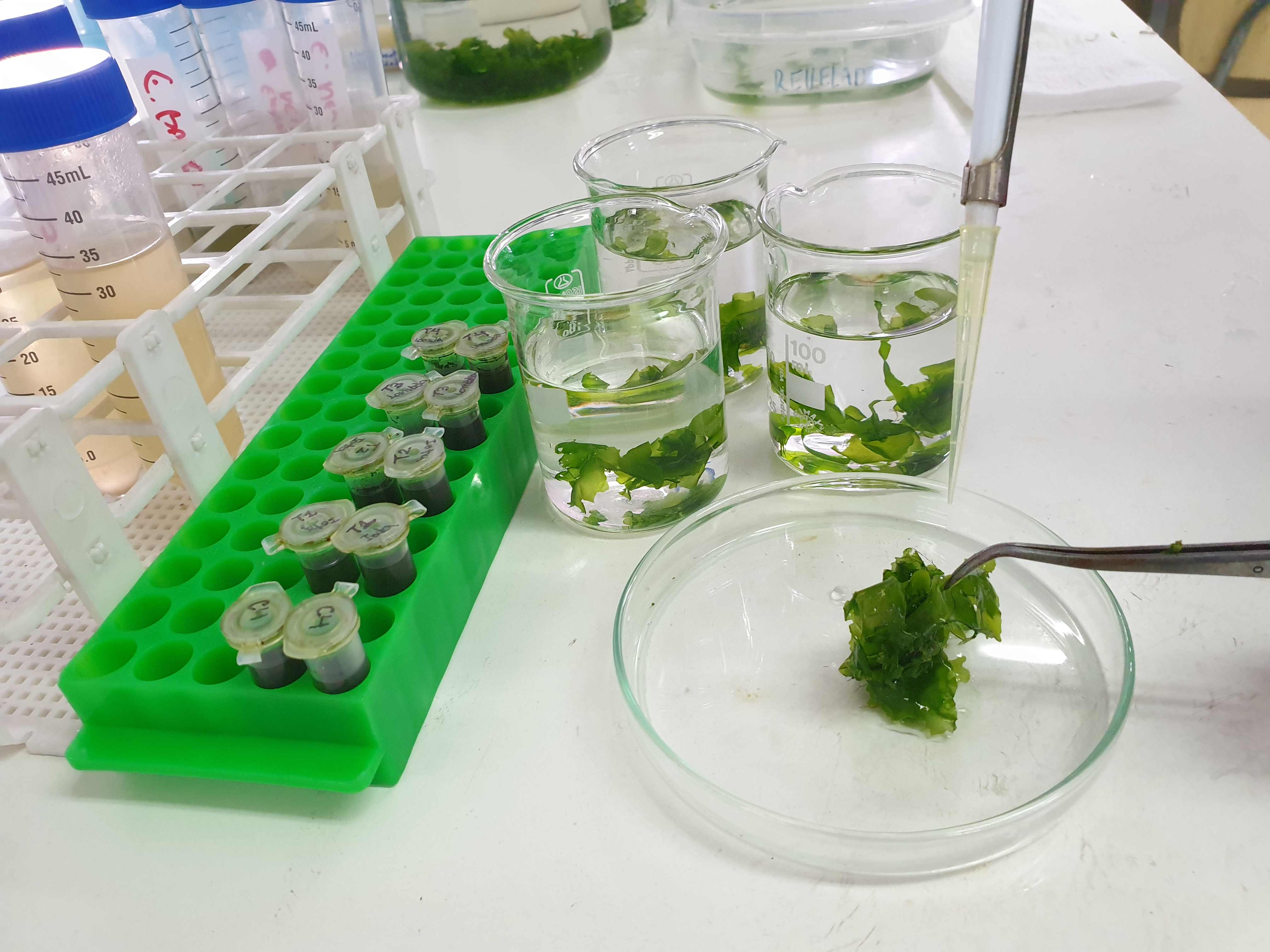 imagen Alga costera destaca por su capacidad de biodegradación de  moléculas derivadas del petróleo