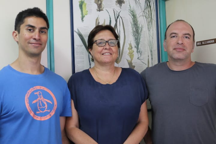 imagen Investigación confirmaría capacidad de metalotioneinas de alga para acumular cobre y zinc