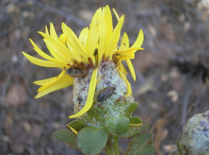 Investigación devela posible propiedad protocarnívora de planta endémica chilena