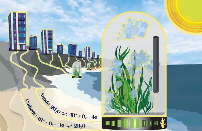 imagen Innovadora investigación propone por primera vez el uso de macroalga para la generación de electricidad 