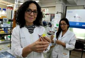 imagen Inoculación se basa en planta silvestre ubicada en el desierto de Atacama: Prueban con éxito vacuna contra bacteria que amenaza producción salmonídea nacional