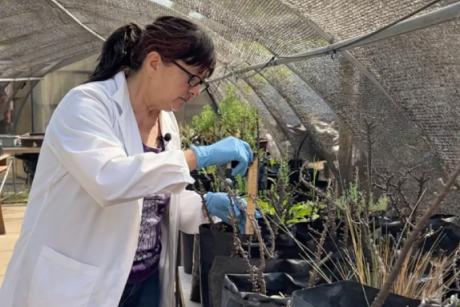 Dra. Claudia Ortiz aborda el asombroso y desconocido mundo de las plantas en segunda temporada del podcast Ciencia Snack