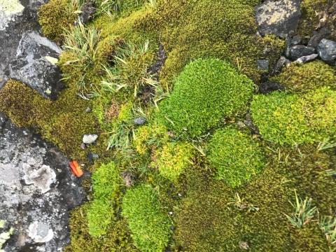 imagen Investigación desarrollada en la universidad revela mecanismo de sobrevivencia de clavel antártico