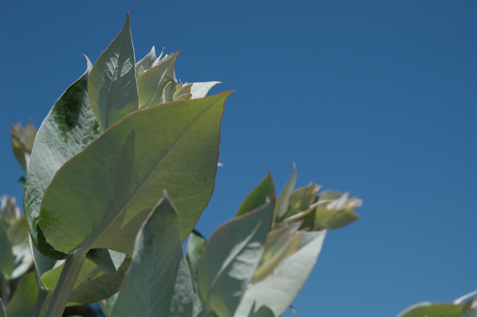 Compuesto derivado de algas marinas aumenta el volumen de madera y la cantidad de celulosa en Eucalyptus 