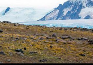 imagen Interés mundial genera estudio sobre hierba antártica desarrollado por investigadores de nuestra Universidad