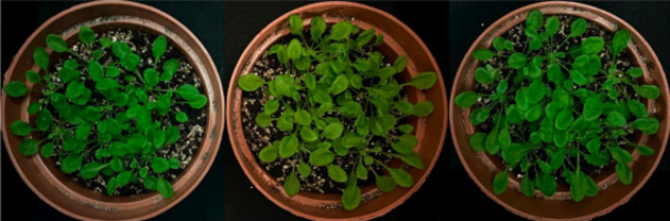 Investigación explora uso de ulvanos y oligo-ulvanos de algas verdes para el crecimiento de plantas
