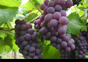 Investigador crea poderoso fungicida natural para el control de plagas en viñas y huertos 