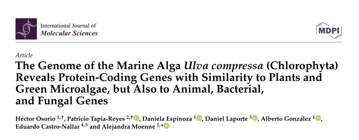imagen Secuenciación del genoma del alga Ulva compressa revela genes con similitud a genes de plantas y microalgas, pero también a genes de animales, bacterias y hongos