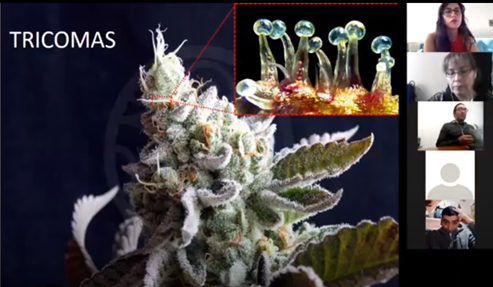 imagen Seminario sobre características y uso de cannabis convocó a profesores en formación y en ejercicio de Ciencias Naturales 