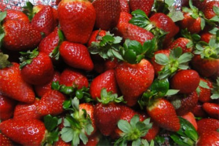Investigadora estudia nuevos métodos para combatir hongo que afecta a frutos rojos