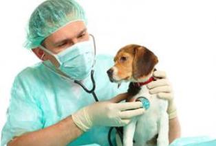 Investigan nuevas drogas para curar epilepsia en población canina