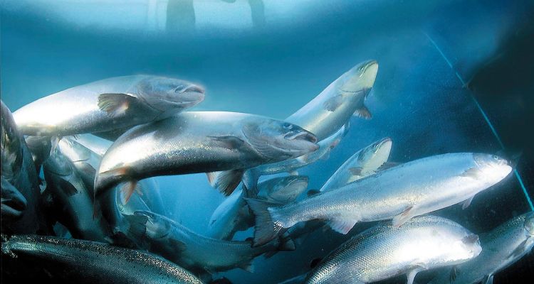 imagen Investigador de la Universidad de Santiago propone el desarrollo de una nueva generación de vacunas para control de enfermedad del salmón