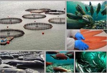 Expertos analizan crisis por mortandad de salmones