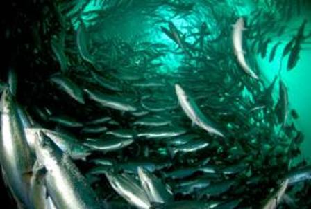 Experto afirma que la gravedad de la crisis en la industria salmonera va a depender de las deudas que tenga el sector