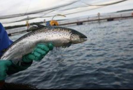 Universidad se adjudica fondos Corfo para nuevos proyectos asociados al estudio de la inmunología en salmones
