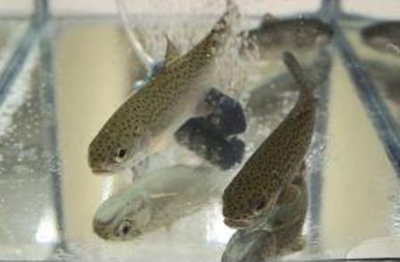 Experto critica carácter reactivo de regulación chilena para fiscalizar a la industria salmonera