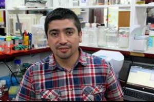 Buscan solución para enfrentar bacterias que atacan a los peces