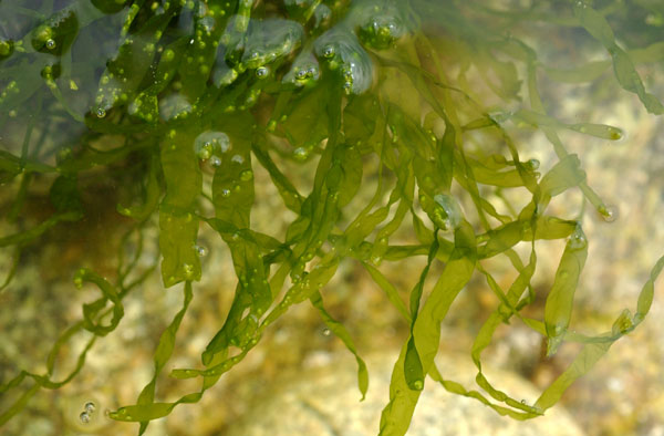 imagen Descubrimiento científico revela que alga marina comparte características con neuronas del sistema nervioso de animales 