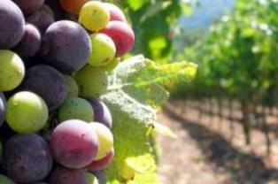 Revista científica internacional destaca trabajo asociado al control biológico de hongo que afecta a frutas