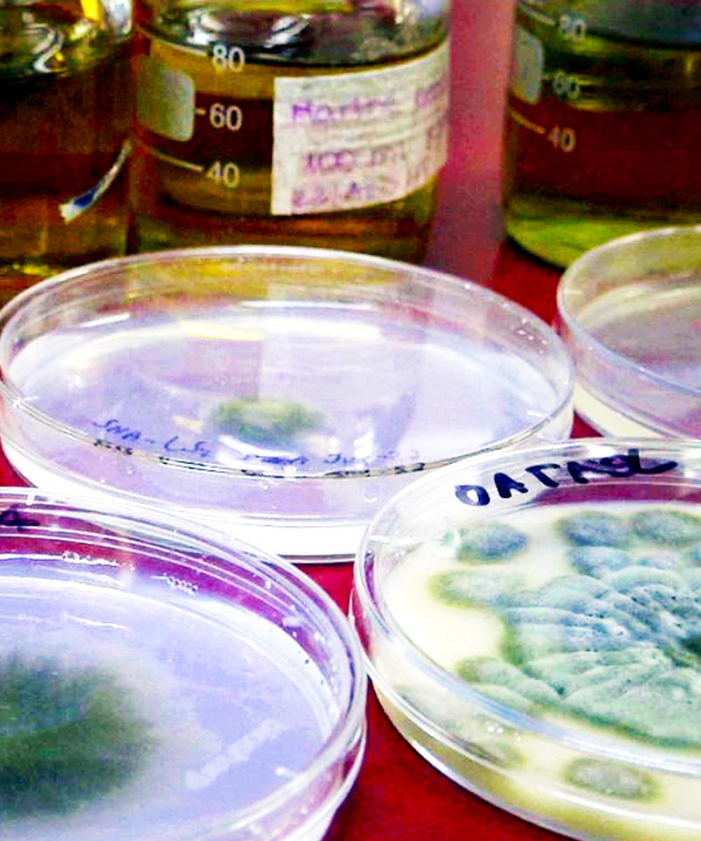 MICROBIOLOGIA