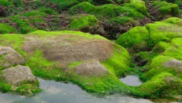 imagen Investigación en Alga Marina Ulva Compressa revela características de animal y vegetal