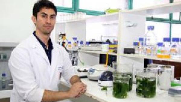imagen Investigan efectos de algas marinas para remover hidrocarburos del mar