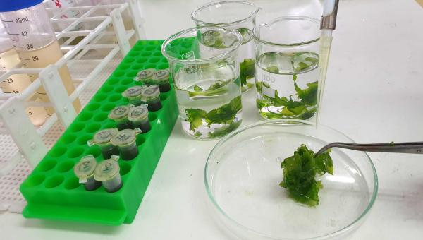 imagen Alga costera destaca por su capacidad de biodegradación de  moléculas derivadas del petróleo