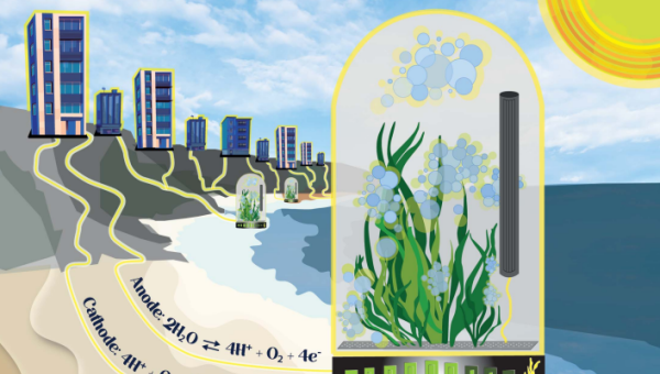 imagen Innovadora investigación propone por primera vez el uso de macroalga para la generación de electricidad 