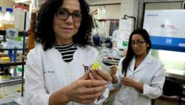 imagen Inoculación se basa en planta silvestre ubicada en el desierto de Atacama: Prueban con éxito vacuna contra bacteria que amenaza producción salmonídea nacional