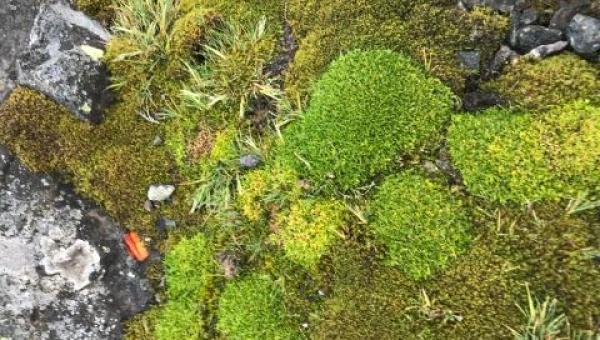 imagen Investigación desarrollada en la universidad revela mecanismo de sobrevivencia de clavel antártico