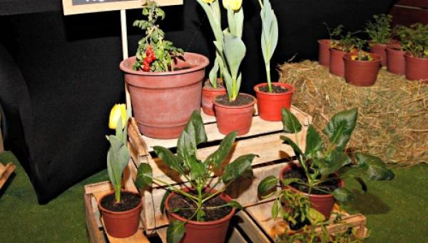 imagen Fertilizantes y estimulantes vegetales creados por estudiantes del Plantel conquistan el mercado internacional 