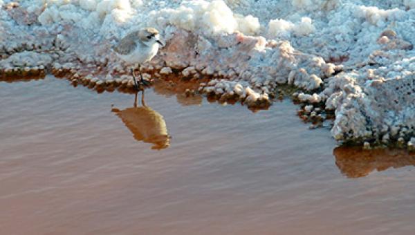 imagen Aumento de extracción de litio puede afectar biodiversidad de los salares 