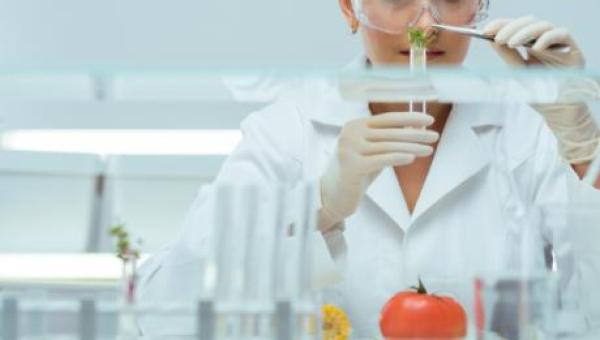 imagen Tecnología patentada: Desarrollo de fungicida ayuda a controlar hongo en cultivos agrícolas orgánicos