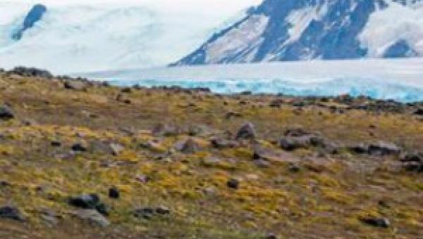 imagen Interés mundial genera estudio sobre hierba antártica desarrollado por investigadores de nuestra Universidad