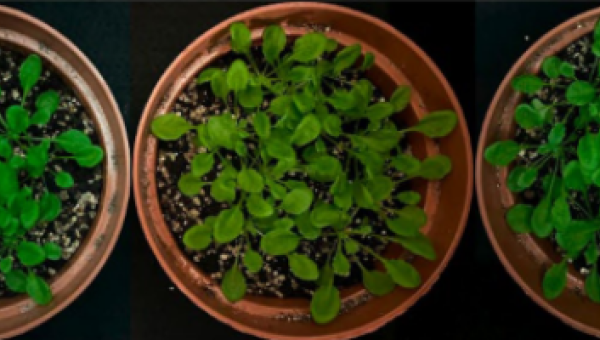 Investigación explora uso de ulvanos y oligo-ulvanos de algas verdes para el crecimiento de plantas