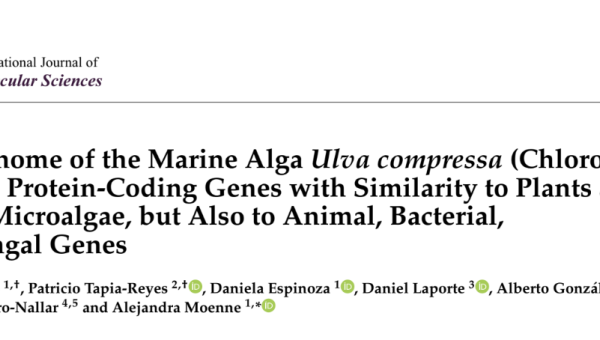 imagen Secuenciación del genoma del alga Ulva compressa revela genes con similitud a genes de plantas y microalgas, pero también a genes de animales, bacterias y hongos