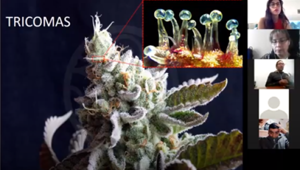 imagen Seminario sobre características y uso de cannabis convocó a profesores en formación y en ejercicio de Ciencias Naturales 