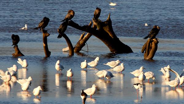 U. de Santiago ofrece postítulo en "Manejo ambiental de recursos naturales"