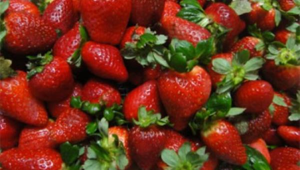 Investigadora estudia nuevos métodos para combatir hongo que afecta a frutos rojos