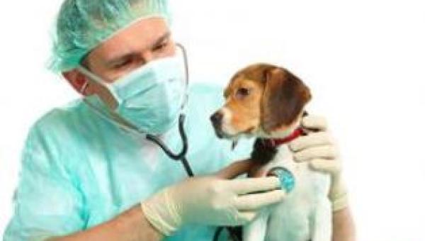 Investigan nuevas drogas para curar epilepsia en población canina