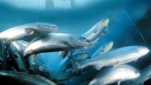 imagen Investigador de la Universidad de Santiago propone el desarrollo de una nueva generación de vacunas para control de enfermedad del salmón
