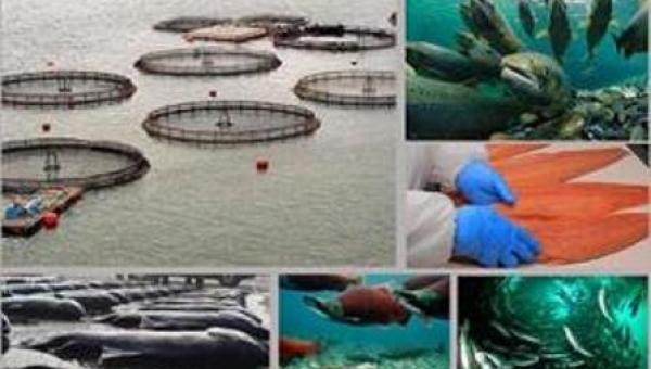 Expertos analizan crisis por mortandad de salmones