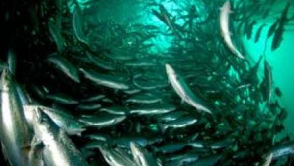 Experto afirma que la gravedad de la crisis en la industria salmonera va a depender de las deudas que tenga el sector