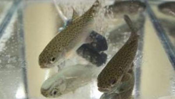 Investigadores trabajan en desarrollo de vacuna contra bacteria que ataca a salmones