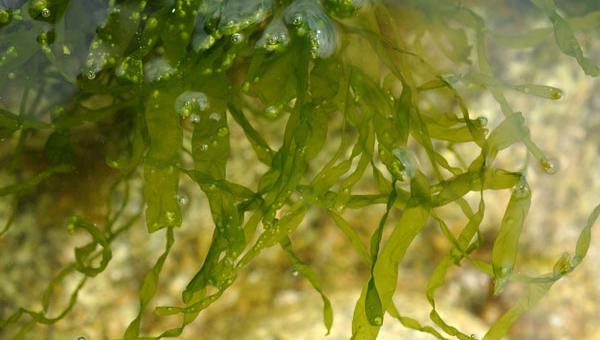 imagen Descubrimiento científico revela que alga marina comparte características con neuronas del sistema nervioso de animales 